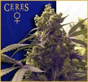 Coffeeshop Classics – Purple