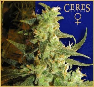 Coffeeshop Classics – Skunk Haze