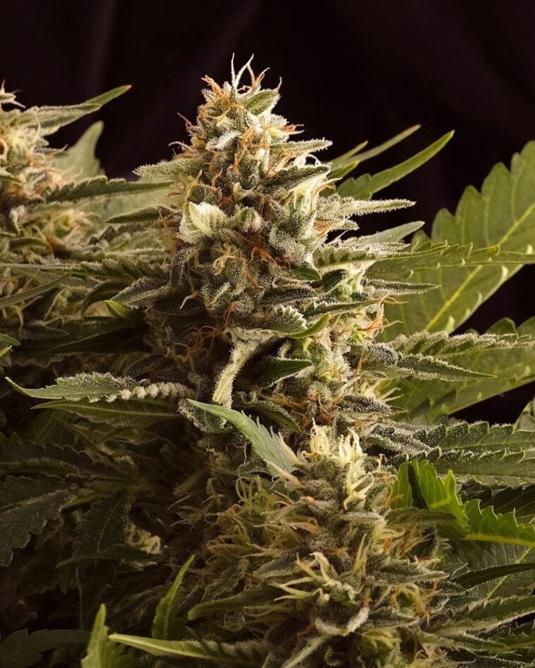 Colombian Jack cannabis seeds – 12/12 Photoperiod – Super Strength – Incense – image 1 from Seed City