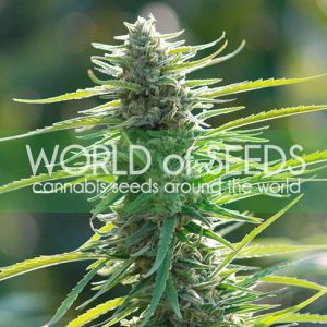 Columbian Gold by World of Seeds – Resistant to Mould – Guaranteed female plants – Sweet – image 1 – Seed City