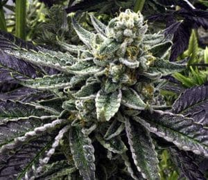 Commerce City Kush