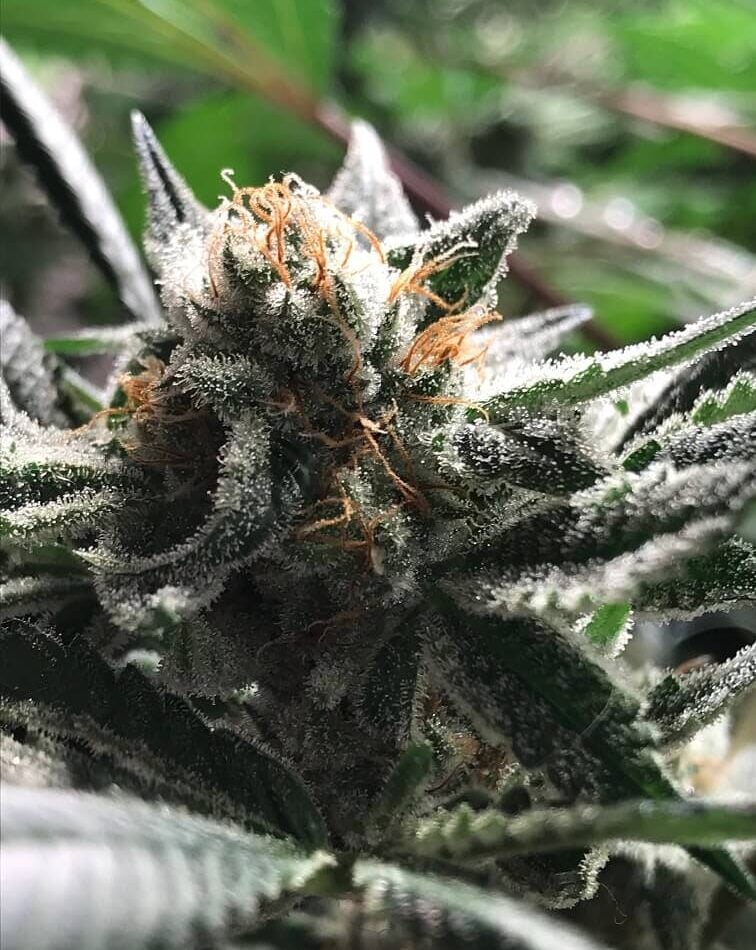 Condor Auto by R-Kiem Seeds – Sativa Dominant – Lemon – Guaranteed female plants – image 1 – Seed City