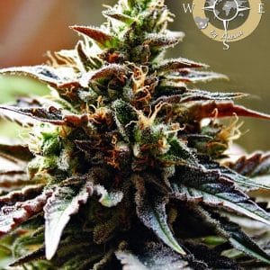 Congo by Anesia Seeds – Tall (140cm plus) – Guaranteed female plants – Good for outdoor grow – image 1 – Seed City
