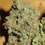 Cookie Balboa by Ultra Genetics – Indoor – Sativa Dominant – Fruity – image 2 – Seed City