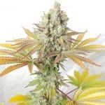 Cookie Balboa by Ultra Genetics – Fruity – 12/12 Photoperiod – Sativa Dominant – image 3 – Seed City