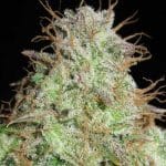 Image 1 of Cookie Balboa cannabis by Ultra Genetics – Indoor – 12/12 Photoperiod – Regular – Seed City