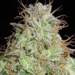Image 1 of Cookie Balboa cannabis by Ultra Genetics – Indoor – 12/12 Photoperiod – Regular – Seed City
