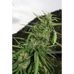 Cookie G13