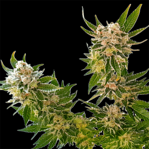 Image 1 of Cookie Glue XL cannabis by BSB Genetics – Anxiety – Large yield – Super Strength – Seed City