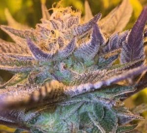 Girl Scout Cookies Auto