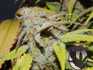Cookie OG