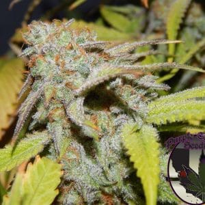 Cookie OG by Purple Caper Seeds – Guaranteed female plants – Indoor-friendly – 12/12 Photoperiod – image 1 – Seed City