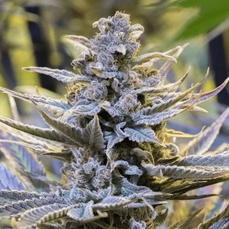 Cookielato by Silent Seeds – Fruity – Tall (140cm plus) – Super Strength – image 1 – Seed City