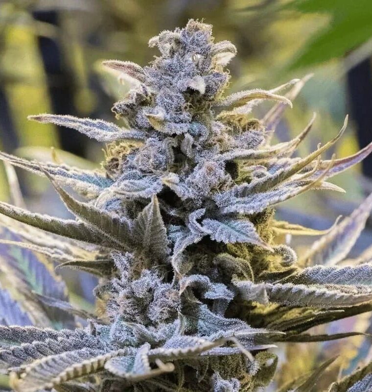 Cookielato by Silent Seeds – Fruity – Tall (140cm plus) – Super Strength – image 1 – Seed City