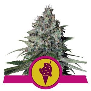 Cookies Gelato by Royal Queen Seeds – Middle of October – Tall (140cm plus) – Citrus – image 1 – Seed City