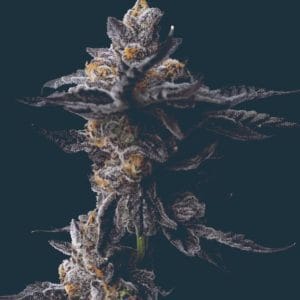 Cookies Gelato Auto cannabis seeds – Honey – Super Strength – Suited for indoor growing – image 1 from Seed City
