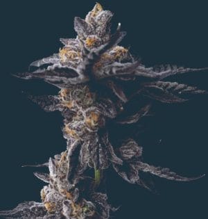 Cookies Gelato Auto