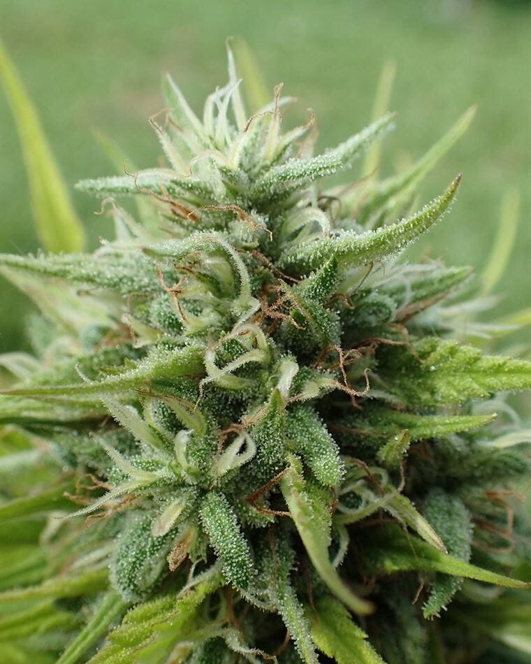 Cookies Krush by Super Strains – Euphoric – Earthy – 12/12 Photoperiod – image 1 – Seed City