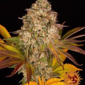 Cookies Kush Auto cannabis seeds – Sweet – Mostly Indica – Indoor-friendly – image 1 from Seed City