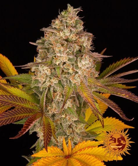 Cookies Kush Auto cannabis seeds – Sweet – Mostly Indica – Indoor-friendly – image 1 from Seed City
