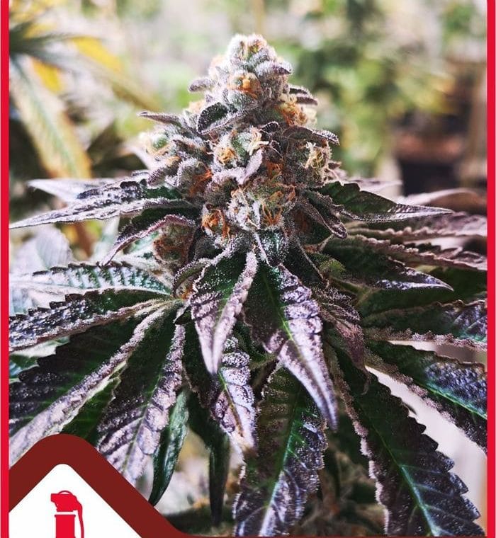 Cookies Purple Punch cannabis seeds – 12/12 Photoperiod – The End of October – Relaxing – image 1 from Seed City