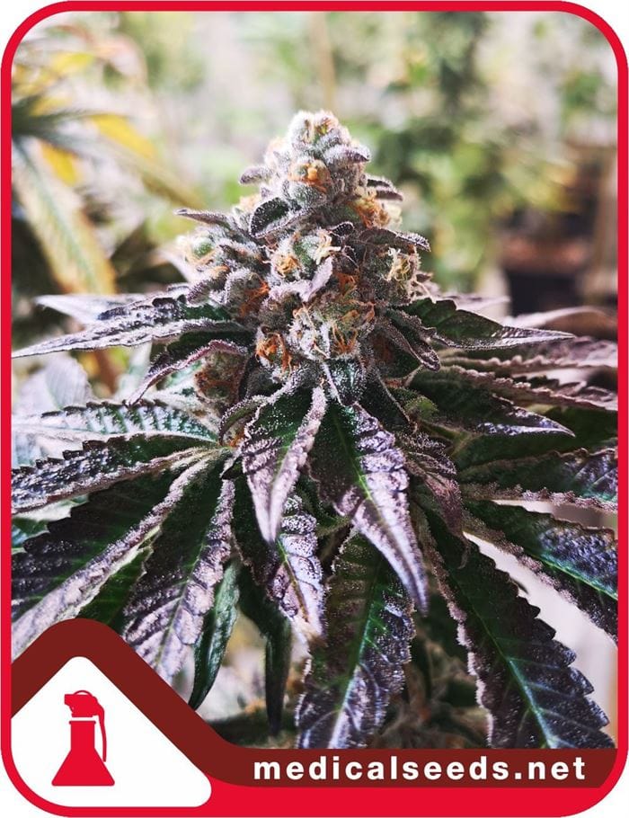 Cookies Purple Punch cannabis seeds – 12/12 Photoperiod – The End of October – Relaxing – image 1 from Seed City