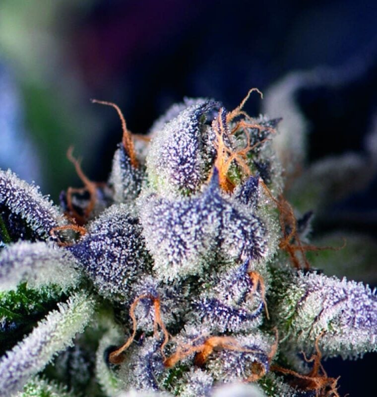 Cookies USA cannabis seeds – Relaxing – 12/12 Photoperiod – Female seeds – image 1 from Seed City