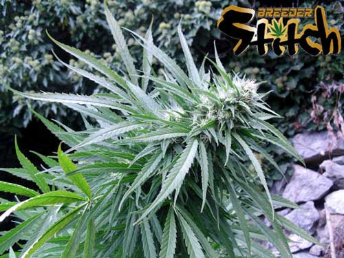 Copacabana SuperAuto by Flash Seeds – Tall (140cm plus) – Female seeds – Social – image 4 – Seed City