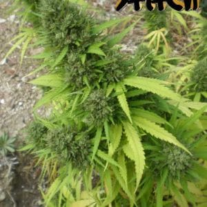 Copacabana SuperAuto by Flash Seeds – Auto-Flowering – Outdoor cultivation – Female seeds – image 1 – Seed City