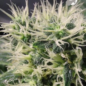 Image 1 of Copacobana cannabis by Anesia Seeds – Tall (140cm plus) – Feminized – Sativa – Seed City