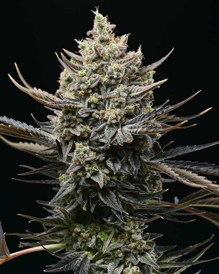 12/12 Photoperiod – Indoor – Sweet – Corn Syrup strain – image 1 – from Cookies Seed Bank via Seed City