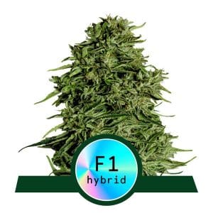 Cosmos F1 CBD Auto