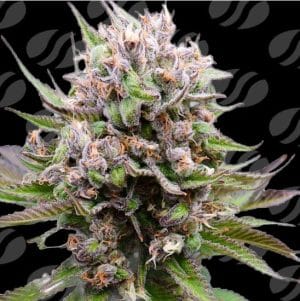 Cotton Berry Rush Auto