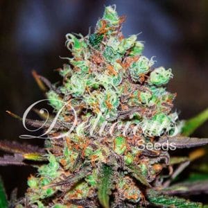 Cotton Candy Kush cannabis seeds – Fruity – Guaranteed female plants – Resistant to Pests – image 1 from Seed City