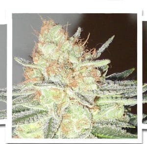 Cotton Candy Cane cannabis seeds – Sweet – Suited for indoor growing – Feminized – image 1 from Seed City