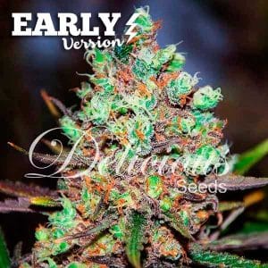 Cotton Candy Kush Early Version cannabis seeds – Beginning of September – Fruity – Female seeds – image 1 from Seed City