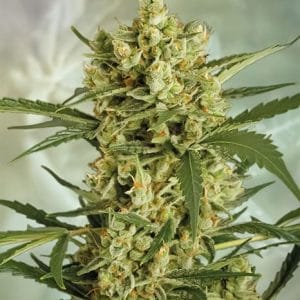 Crackers by Super Strains – Outdoor cultivation – Tall (140cm plus) – Anxiety – image 1 – Seed City