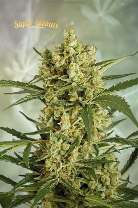 Crackers by Super Strains – Outdoor cultivation – Tall (140cm plus) – Anxiety – image 1 – Seed City
