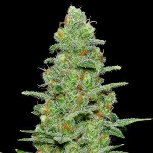 Crazy Miss Hyde Auto from Samsara Seeds