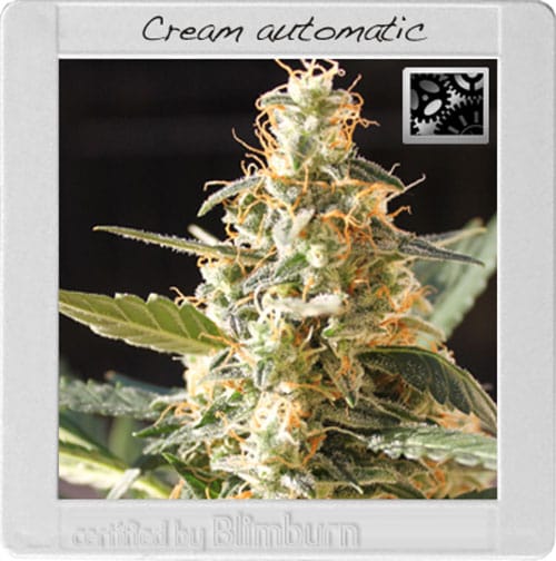 Cream Automatic by BlimBurn Seeds – Sweet – Auto-Flowering – Indoor – image 1 – Seed City