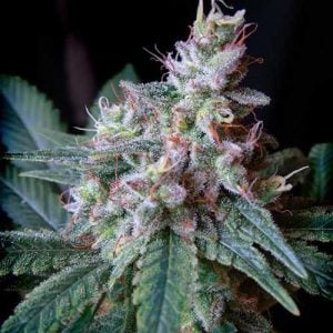 Cream Caramel cannabis seeds – Female seeds – Suited for indoor growing – 12/12 Photoperiod – image 1 from Seed City