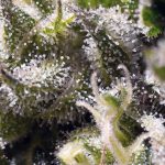 Cream Caramel Auto by Sweet Seeds – Short (up to 80cm) – Earthy – Auto-Flowering – image 1 – Seed City