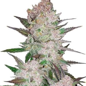 Cream Cookies Auto cannabis seeds – Good for outdoor grow – Indica Dominant – Sweet – image 1 from Seed City