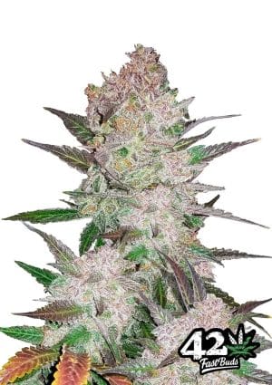 Cream Cookies Auto