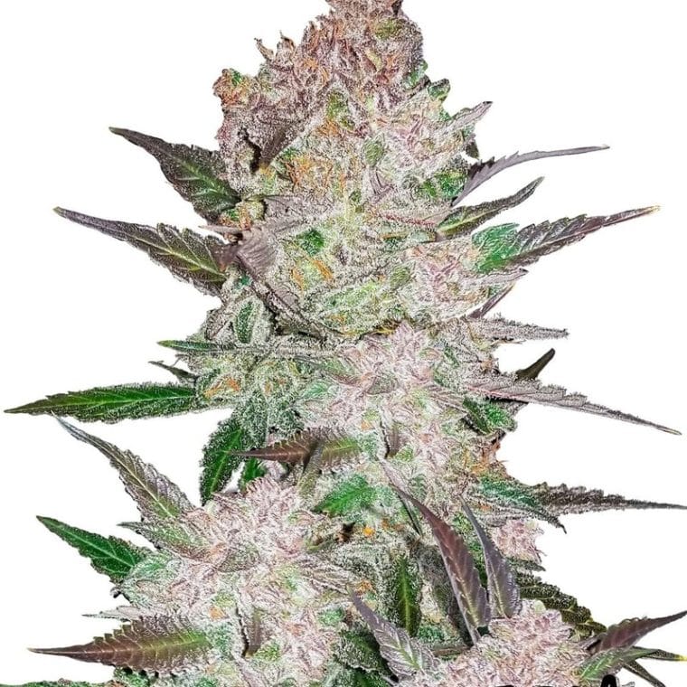 Cream Cookies Auto cannabis seeds – Good for outdoor grow – Indica Dominant – Sweet – image 1 from Seed City
