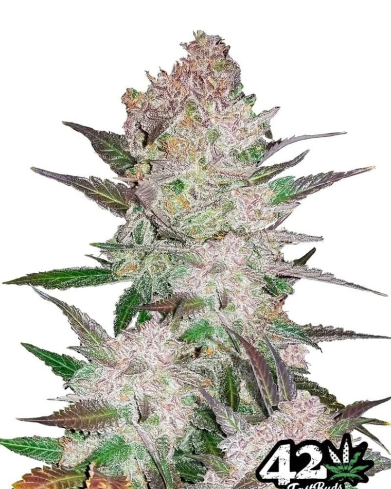 Cream Cookies Auto cannabis seeds – Good for outdoor grow – Indica Dominant – Sweet – image 1 from Seed City