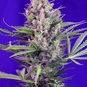 Cream Mandarin F1 Fast Version by Sweet Seeds – Indica-heavy – Orange – Female seeds – image 1 – Seed City