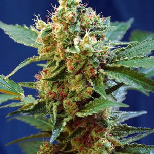 Cream Mandarine XL Auto by Sweet Seeds – Auto-Flowering – Good for outdoor grow – Female seeds – image 1 – Seed City