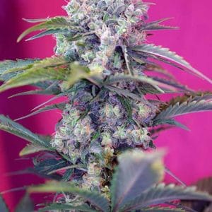 Cream Mandarine Auto from Sweet Seeds