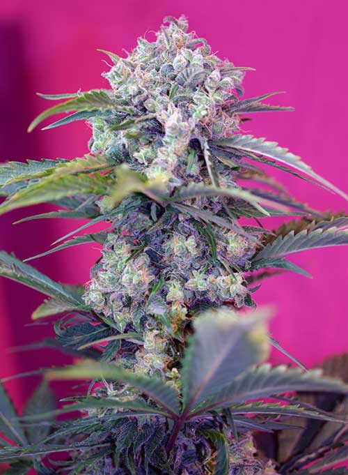 Cream Mandarine Auto from Sweet Seeds